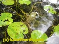 /home//u458753944/public_html/sourcegallery///////Frogs/Mixed frogs/DSCN3365.JPG